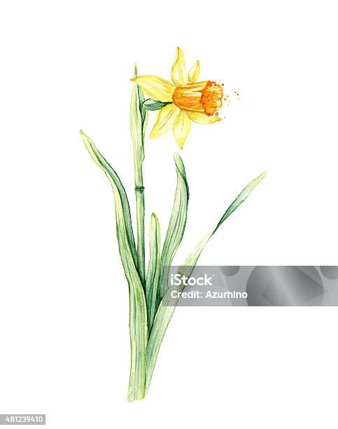 Daffodil Spring Flower Or Narcissus Watercolor Illustration Stock Illustration - Download Image Now