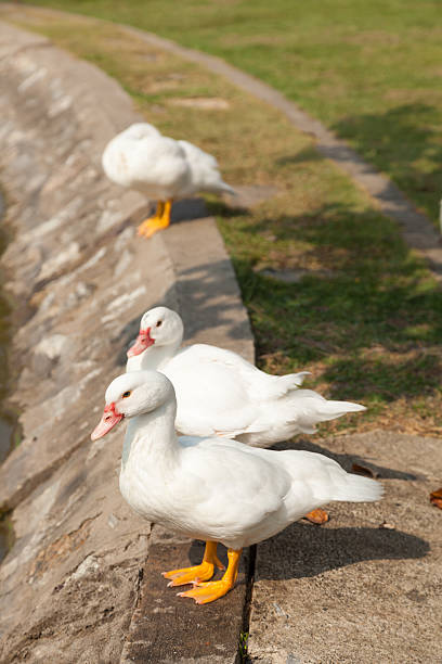 istock White Duck in the garden 481239943