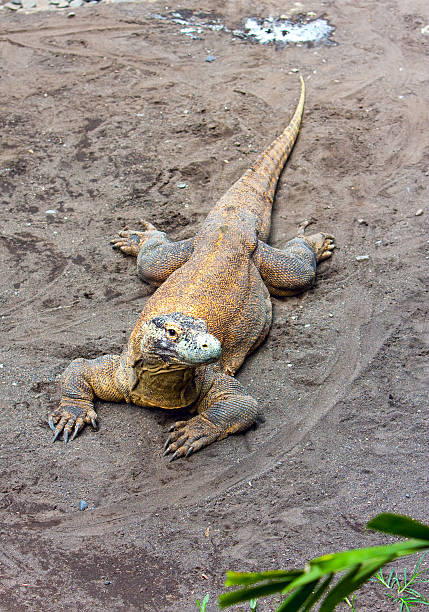 istock Huge monitor lizard on grey sand 481242328