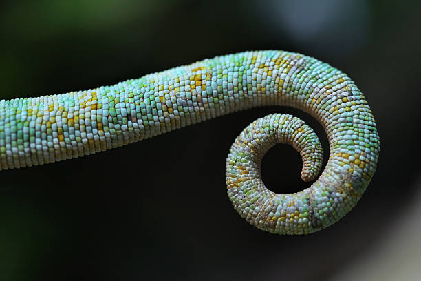 istock Tail of the veiled chameleon (Chamaeleo calyptratus). 481242414