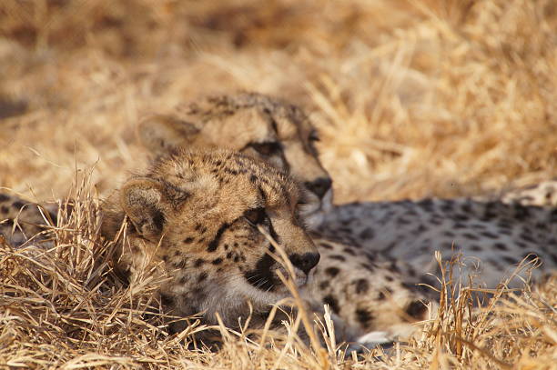 istock Pair of Cheetahs lying in the scrub 481242676