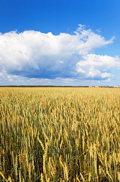 istock Field of wheat under azure sky 481242872