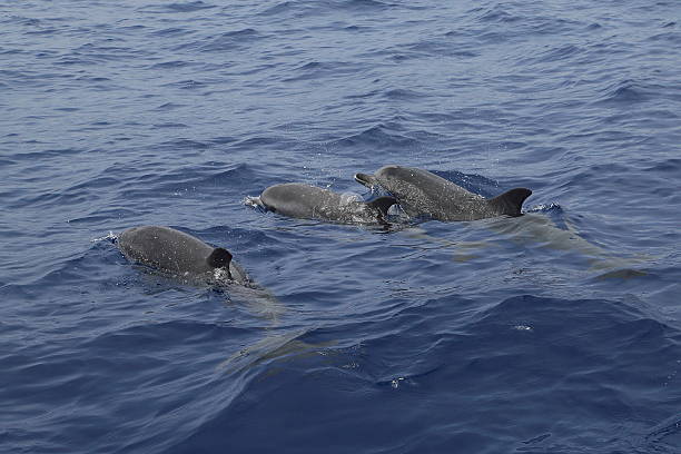 istock Dolphin in the Atlantic Ocean by Madeira 481243444