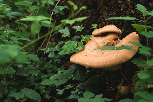 istock wild mushrooms in a forest 481243918