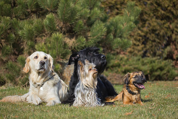 istock Group of four dogs of different breeds 481244319