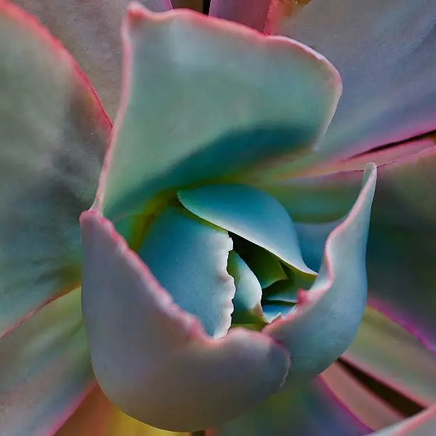Center of a large echeveria afterglow. This gorgeous succulent turns bright pink in full sun.