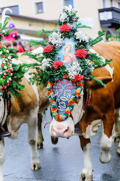 istock Cow Festival in Austria 481244525