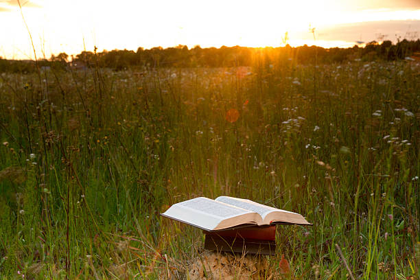 istock Opened hardback book with fanned pages on blurred nature background 481244716