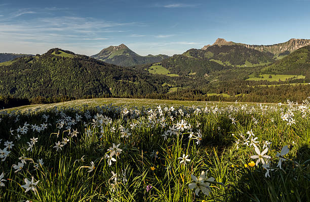 Mountain landscape with fields of narcissus on foreground.