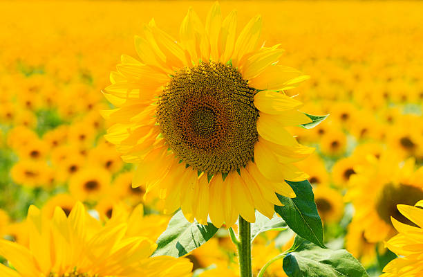 sunflowers campo - sunflower flower flower bed light fotografías e imágenes de stock