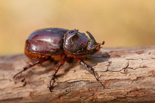 istock Giant Rhinoceros Beetle 481247919