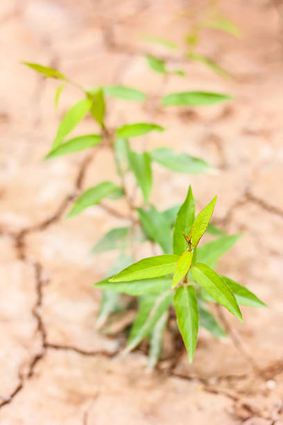 istock Small plant on pile of soil 481248092