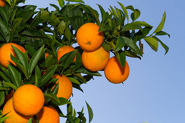 istock Fresh ripe oranges on the orange trees. 481248255