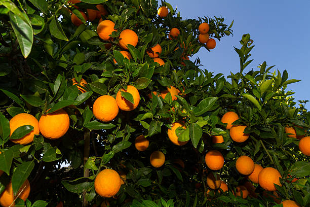 istock Fresh ripe oranges on the orange trees. 481248269
