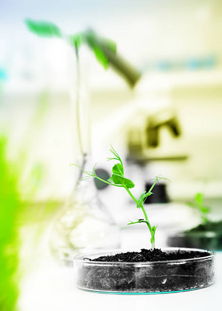 istock Genetically modified plant tested in petri dish .Ecology laboratory. 481248773