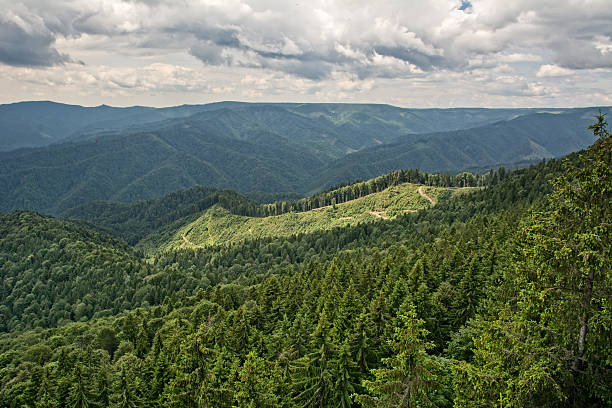 istock Mountain peaks covered with forest and a cloudy sky 481248882