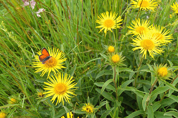 Orange butterfly on yellow blossom of Arnica Montana stock photo