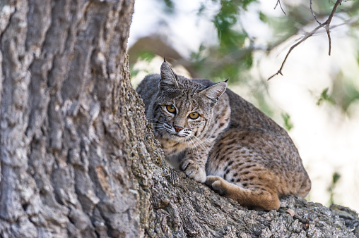 This bobcat went up this oak tree on its own, getting a view of its hunting grounds in central California.