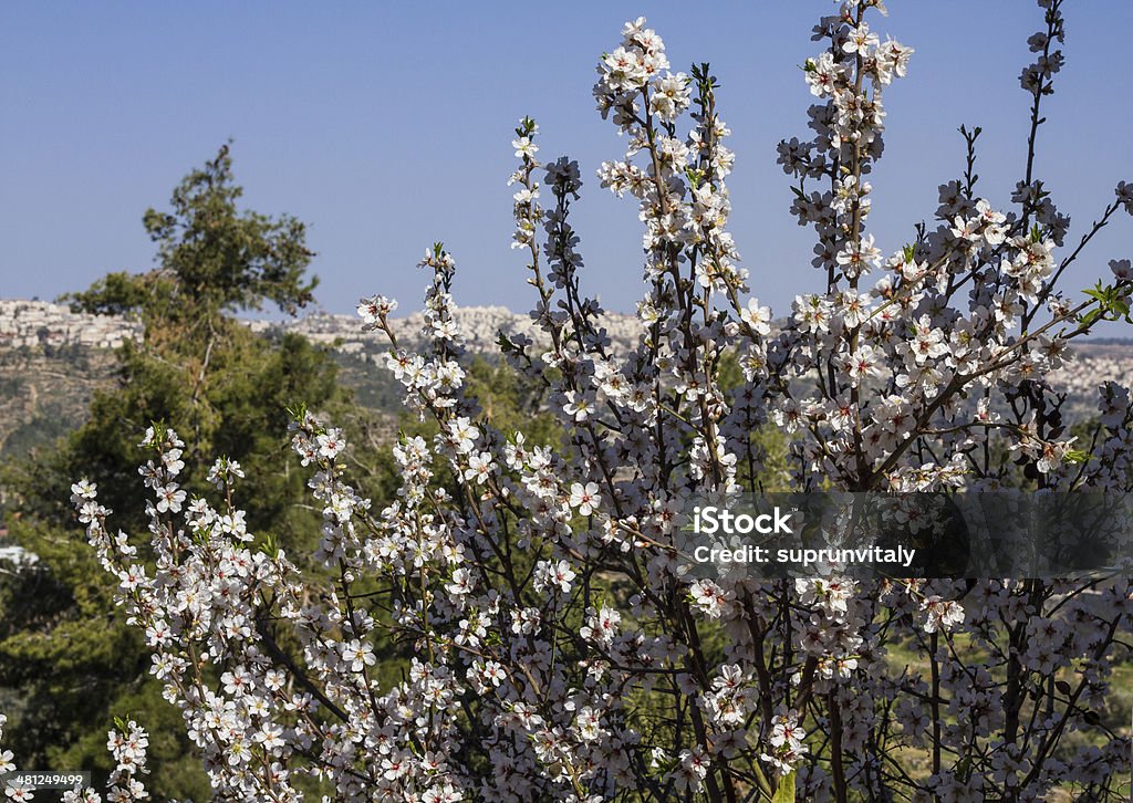 Lindas flores de amêndoa. - Foto de stock de Abril royalty-free