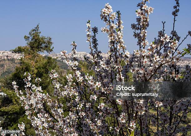 Foto de Lindas Flores De Amêndoa e mais fotos de stock de Abril - Abril, Abstrato, Amendoeira