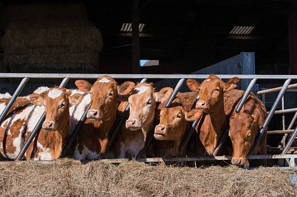 ganado en cowshed guersney - guernsey cattle fotografías e imágenes de stock