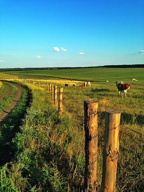 istock Another perfect agricultural scene 481250555