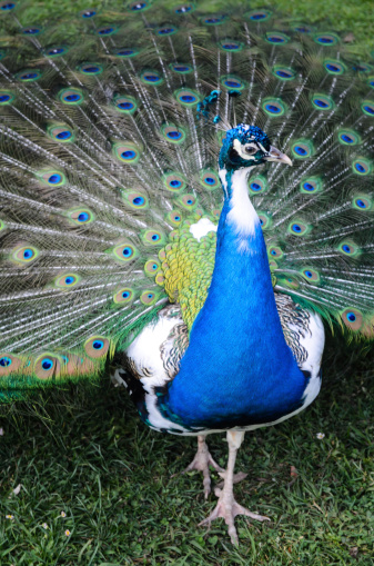 Peacock with tail feathers fanned. Focus on head of bird.