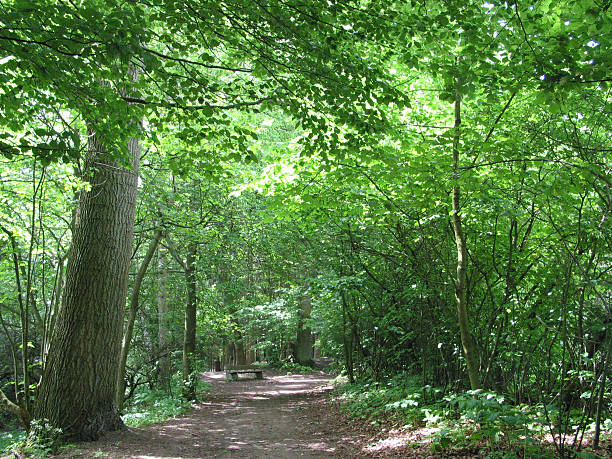 trees and plants in Hamburg, Germany