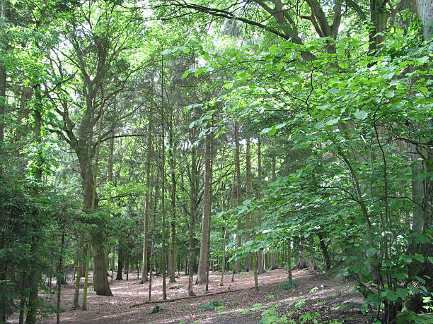 istock trees and plants in Hamburg, Germany 481251369