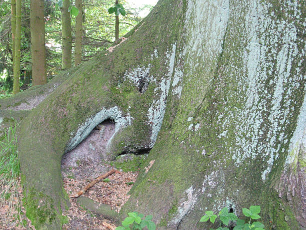 trees and plants in Hamburg, Germany