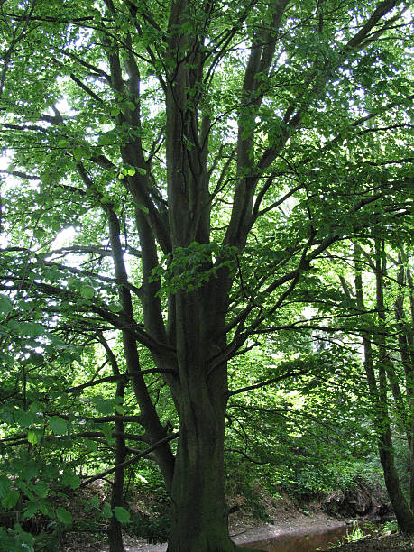 istock trees and plants in Hamburg, Germany 481251377