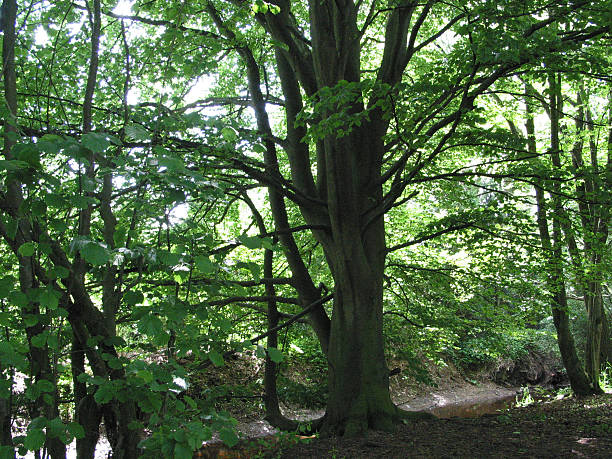 trees and plants in Hamburg, Germany