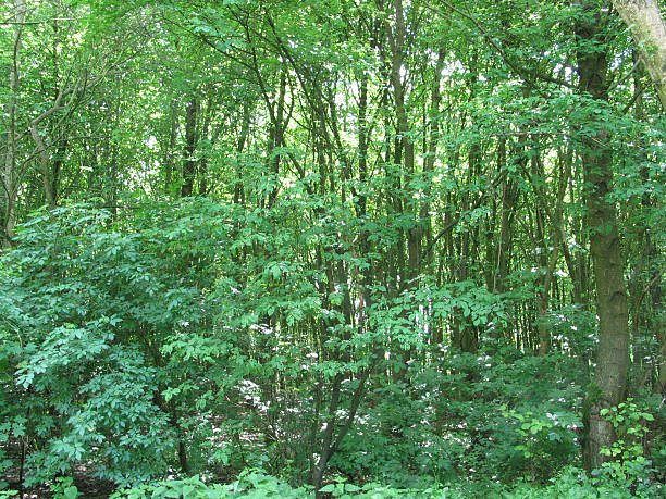 trees and plants in Hamburg, Germany