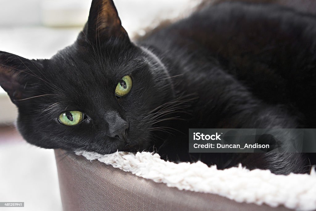 Cat Resting A black cat lying down in their bed. Animal Stock Photo