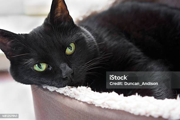 Cat Resting Stock Photo - Download Image Now - Animal, Animal Body Part, Animal Whisker