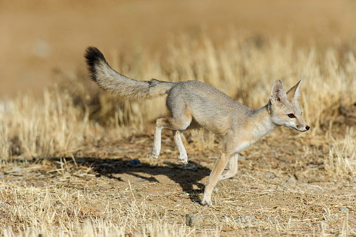 This San Joaquin Kit Fox is nearly adult size as it runs towards its den site.  This image was taken east of Bakersfield, California early on a summer morning.
