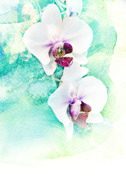 istock Flower watercolor illustration. 481252146