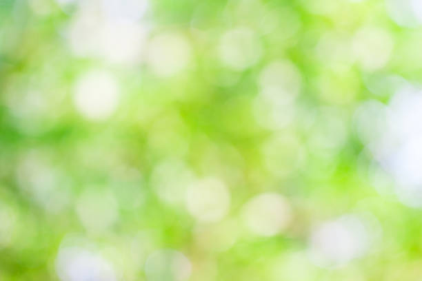 istock Green leaf bokeh blur for natural background 481252395