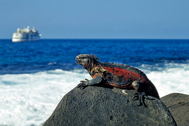 Marine Iguana Marine Iguana at the Coast of Espanola Island (Hood), Galapagos marine iguana stock pictures, royalty-free photos & images