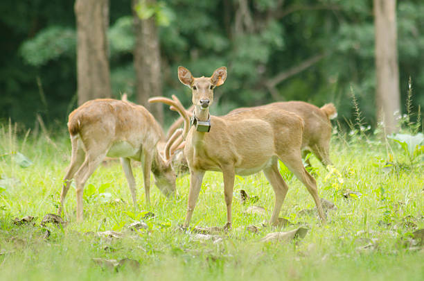 Eld's Deer at Huai Kha Khaeng Wildlife Sanctuary, Thailand Eld's Deer in the field of natural site at Huai Kha Khaeng Wildlife Sanctuary, Thailand siamensis stock pictures, royalty-free photos & images