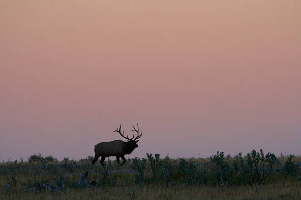 istock Bull elk at sunrise 481252481
