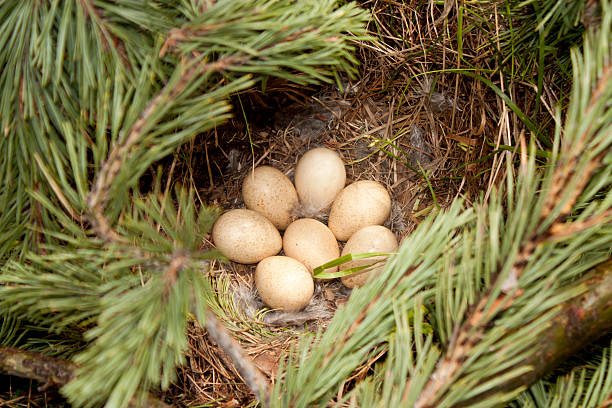 bird nido - urogallo fotografías e imágenes de stock