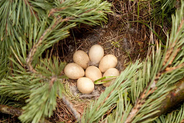 Nest of Western Capercaillie