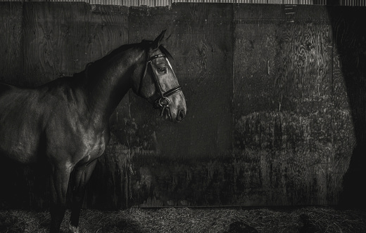 Black and white horse in barn