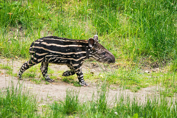 Baby of the endangered South American tapir Nine days old baby of the endangered South American tapir (Tapirus terrestris), also called Brazilian tapir or lowland tapir tapir stock pictures, royalty-free photos & images