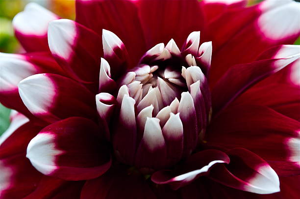 istock scarlet white-tipped dahlia closeup 481253457