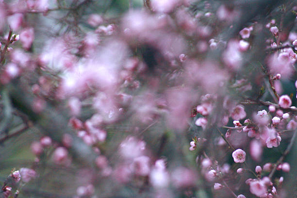 istock Pink cherry blossoms in the spring 481253927