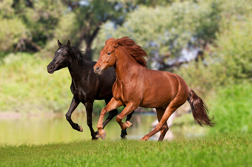two horses run on sunset meadow