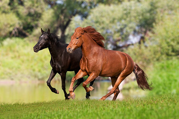 dois cavalos de corrida no sunset meadow - running horses - fotografias e filmes do acervo