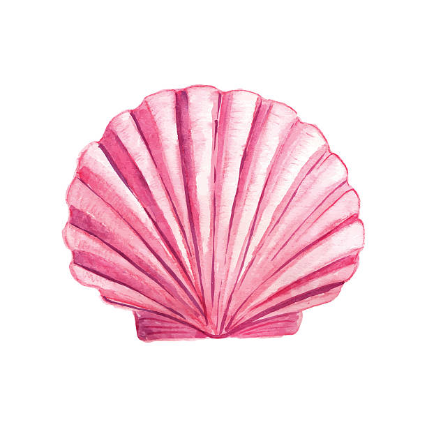 illustrations, cliparts, dessins animés et icônes de aquarelle seashell - vacations nature shell snail